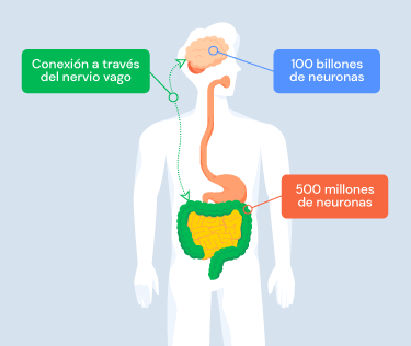 Silueta con cerebro e intestinos. Textos: "100 billones de neuronas", "500 millones de neuronas" y "Conexión a través del nervio vago".